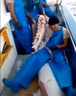 Pesca grossa: dalle reti spunta un calamaro gigante!!