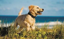 In spiaggia, in giardino oppure in auto: al cane servono sempre zone d’ombra