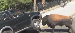 Toro carica fuoristrada e lo solleva da terra con le corna