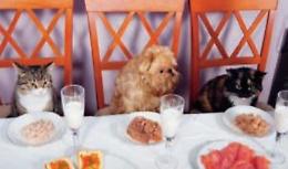 Educazione, stress e rapporto col cibo: anche il cane può andare al ristorante