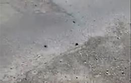 Impressionante: un intero quartiere invaso dalle blatte