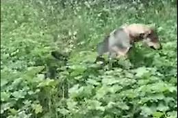 Accolgono un cane in casa e lo rendono finalmente felice