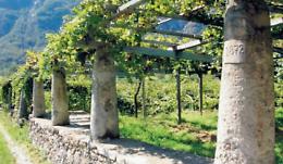 Tra vigne e paesaggi: scoprendo Carema e il suo vino pregiato