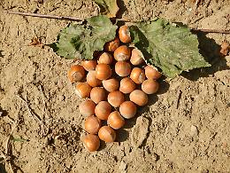 Nocciole, al via la raccolta in Piemonte. Coldiretti: "Lieve calo di produzione, ma di ottima qualità"