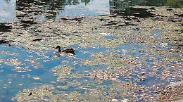 «Il nostro lago è una discarica, servono progetti per la pulizia»