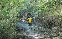 Da Pino fino a Superga a spasso tra i boschi per conoscere gli alberi