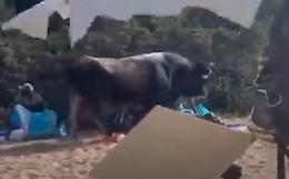 Mattinata movimentata in spiaggia: dalla tintarella al...toro