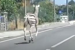 In fuga dal circo: la zebra al galoppo in mezzo alla Statale