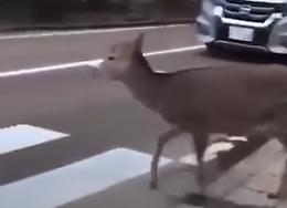 Cucciolo d'alce a zonzo in città: attraversa sulle strisce pedonali