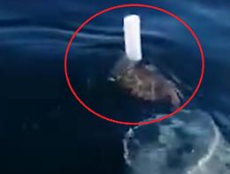 Nuota a fatica, "aggrappata" ad un pezzo di plastica: tartaruga salvata da due pescatori