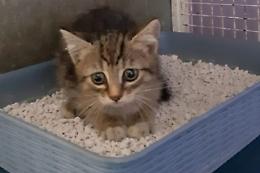 Gattina finisce sotto il furgone: salvata dalla volontaria eroina