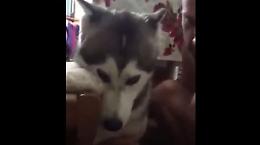 L'husky abbandonato ha trovato casa