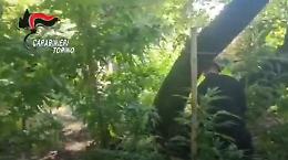 Due piantagioni di cannabis scoperte nel Torinese, quattro arresti [VIDEO]