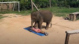 Massaggio defaticante alla schiena? Ci pensa l'elefante