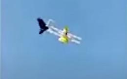 Il corvo vede un drone nel cielo e lo attacca senza remore