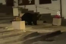 Un orso a passeggio tra le strade di un paesino abruzzese