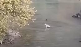 Fa ancora troppo caldo e decide di farsi un bagno nel Tevere