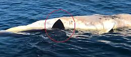 La balena morta è un facile boccone per lo squalo affamato