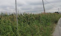 «Rubano il granturco nei campi. E abbandonano anche i rifiuti»