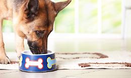 Linfoma B del cane, studio torinese identifica mutazioni genetiche che aprono a nuovi target terapeutici anche per l’uomo