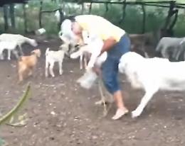 Tra cadute e...incornate, una compilation tutta da ridere!!