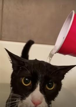 Quelle strane reazioni di cani e gatti che fanno morire dal ridere!!