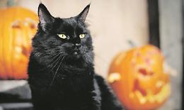 Travestimenti e scherzi ad Halloween: occhio ai 5 pericoli per Micio e Fido