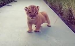 Il...tremendo "ruggito" del piccolo leone fa impazzire il web