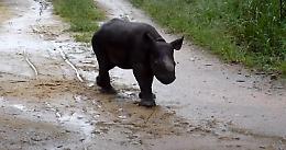 Che tenerezza la prima corsa del baby rinoceronte