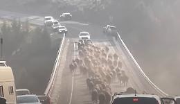 Stampede nel parco dello Yellowstone: i bisonti si riversano sul River Bridge