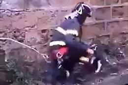 Il cagnolino rischia di precipitare, lo salva un pompiere eroe