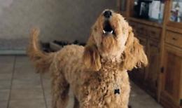 Ricerca di attenzioni, saluti oppure noia: ecco i motivi per cui Fido abbaia molto