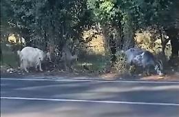 La vecchia Provinciale è invasa da un gregge di capre