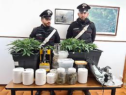 Baldissero, in casa una serra per marijuana e hashish: i carabinieri scoprono tutto