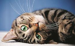 I falsi miti e quel linguaggio nascosto: tutto sull’importanza dei baffi del gatto