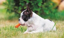 Alimentazione vegetariana per i cani: quando anche la carota non è un reato