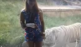 La grossa tigre bianca va all'assalto. Per fortuna c'è un vetro tra lei e la preda...