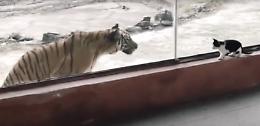 Tigre contro gatto: un insolito duello (a distanza) tra felini