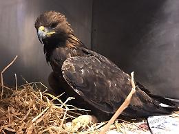 Giovane aquila reale in gravi condizioni salvata nel Torinese [LE FOTO]