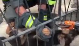 Il cagnolino è incastrato nel cancello: salvato tra gli applausi