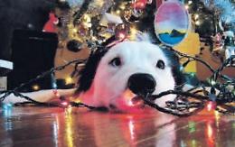 Micio e Fido amano l’albero di Natale: «Ma addestrateli a non distruggerlo»