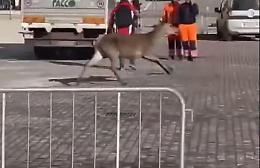 Il cervo fa un giro in piazza ed entra nel palazzo del Comune