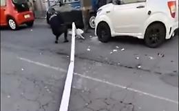 Il lampione cade rovinosamente sulla strada, tragedia sfiorata