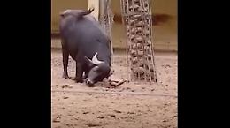 La tartaruga s'è ribaltata, in suo soccorso arriva il toro