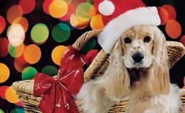 Giochi da mordere, cucce e collarini: regali di Natale per Micio e per Fido