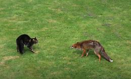 Gatto contro volpe: chi la spunta?