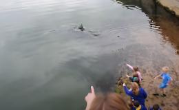 Nel porto si aggira uno squalo elefante