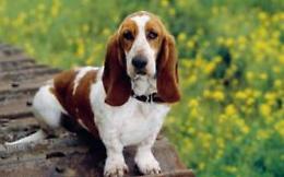 Quei cani con le orecchie a penzoloni hanno l’olfatto e la vista potenziati