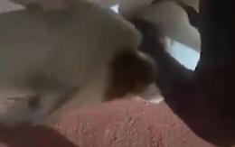 Il cucciolo è rimasto incastrato nel muro, arrivano i soccorsi