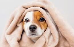 Freddo e gelo, i nemici degli animali: ma arriva un vademecum per aiutarli